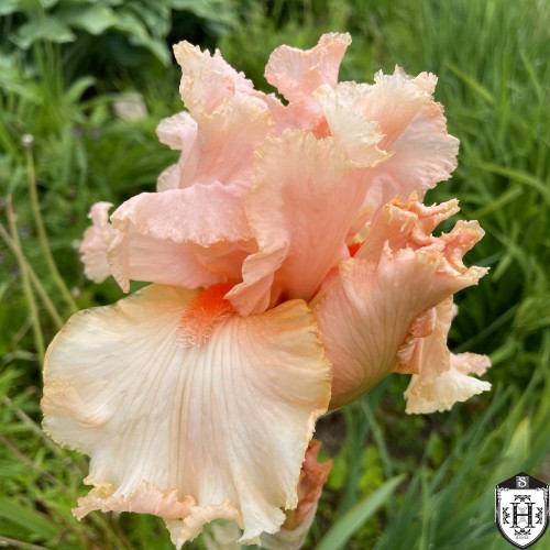 Iris germanica 'Beverly Sills' - Aediiris 'Beverly Sills'